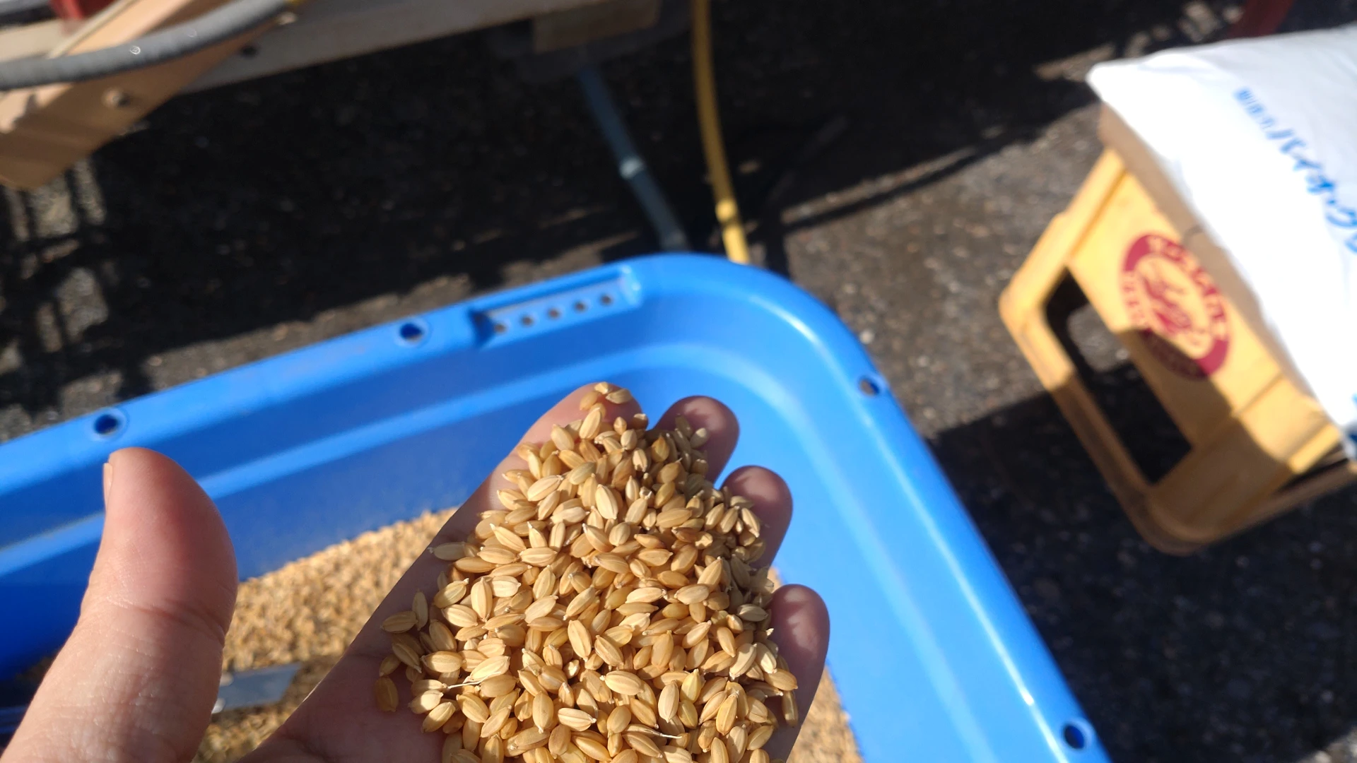 令和七年用 彩のきずな 種籾10キロ 令和7年産新米＞ 白米 食べ比べ 10kg (5kg 各1袋) 彩のかがやき